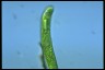 Euglena oxyuris