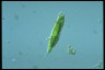 Euglena tripteris