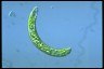 Euglena deses