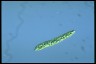 Euglena deses