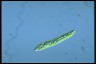 Euglena deses