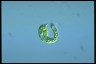 Euglena deses