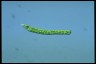 Euglena deses