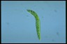 Euglena deses