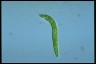 Euglena deses