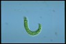 Euglena deses