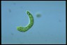 Euglena deses