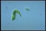 Euglena deses