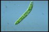 Euglena deses