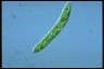 Euglena deses