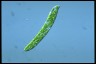 Euglena deses