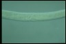 Spirostomum intermedium