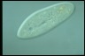 Paramecium caudatum