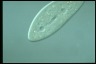 Paramecium