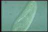 Paramecium