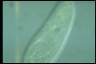 Paramecium