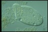 Paramecium