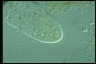 Paramecium