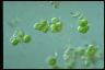 Apatococcus