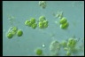 Apatococcus