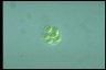 Oocystis marssonii