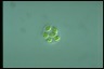 Oocystis