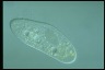 Paramecium multimicronucleatum