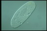 Paramecium multimicronucleatum