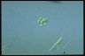 Oocystis marssonii