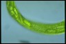 Euglena gigas