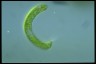 Euglena