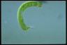 Euglena