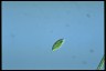 Euglena