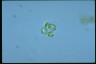 Oocystis