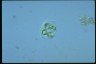 Oocystis