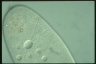 Paramecium