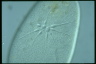 Paramecium