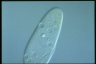 Paramecium caudatum