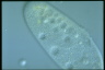 Paramecium caudatum