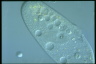 Paramecium caudatum