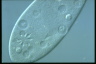 Paramecium caudatum