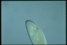 Ophryoglena