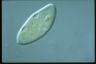 Ophryoglena