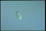 Ophryoglena