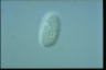 Ophryoglena