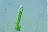 Euglena deses