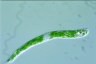 Euglena deses