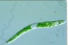 Euglena deses