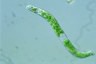 Euglena deses