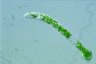 Euglena deses